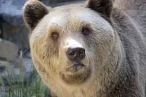 Drucke von Bear Grizzlybär Drucke: Bear