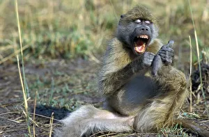 Africa Animal Behaviour Drucke: Bear baboon