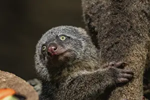 Drucke von Bärkuskus, Phalanger maculatus mit Baby auf dem Rücken. Schönes kleines Tier dunkler Farbe mit langem Schwanz und zähnefester Pfote mit Krallen. Lebt in Bäumen Phalangeridae Drucke: Bärkuskus, Phalanger maculatus mit Baby auf ihrem Rücken.
