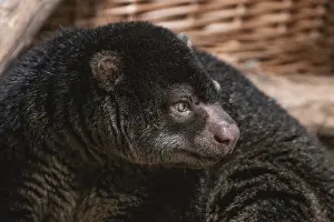Drucke von Bärkuskus, Phalanger maculatus mit Baby auf dem Rücken. Schönes kleines Tier dunkler Farbe mit langem Schwanz und zähnen Pfoten mit Krallen. Lebt in Bäumen Phalangeridae Drucke: Bärkuskus, Phalanger Maculatus mit Baby auf ihrem Rücken.