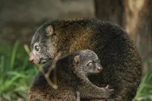 Bilder Datiert 17. März 2024: Bear cuscus print
