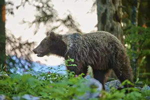 Drucke von Ein Bär im Abendlicht des Waldes, umgeben von grüner Blätter und Bäumen, erscheint ruhig - Europäischer Braunbär (Ursus arctos), Slowenien Ein Bär im Abendlicht des Waldes Braunbär Drucke: Ein Bär in der Abendlicht des Waldes.