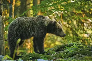 Verwandte Bilder Drucke: Ein Bär im Wald.