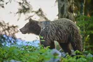Drucke von Ein Bär im Wald am Abend, umgeben von Grün, mit weichem Licht im Hintergrund, Europäischer Braunbär (Ursus arctos), Slowenien Braunbär Drucke: Ein Bär im Wald bei Dämmerung, umgeben von Grün.