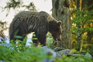 Verwandte Bilder Drucke: Ein Bär im Wald bei Morgenlicht.