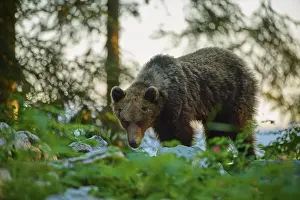 Verwandte Bilder Drucke: Ein Bär im Wald bei Sonnenuntergang.