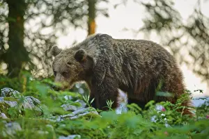 Drucke von Ein Bär im Wald bei Sonnenuntergang, umgeben von Pflanzen und Bäumen, Europäischer Braunbär (Ursus arctos), Slowenien Braunbär Drucke: Ein Bär im Wald bei Sonnenuntergang.