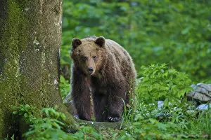 Drucke von Ein Bär lehnt sich an einen Baumstamm und sieht sich aufmerksam um, Europäischer Braunbär (Ursus arctos), Slowenien Braunbär Drucke: Ein Bär lehnt sich an einen Baumstamm und schaut umher.