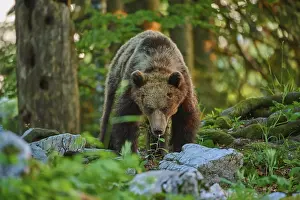Drucke von Ein Bär schaut direkt den Betrachter an, umgeben von einem grünen Wald bei Dämmerung, Europäischer Braunbär (Ursus arctos), Slowenien Braunbär Drucke: Ein Bär, der direkt auf den Betrachter blickt.