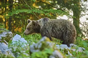 Drucke von Ein Bär in der dichten Grüne eines Waldes, zwischen Felsen und Gras, sieht ruhig und friedlich aus - Europäischer Braunbär (Ursus arctos), Slowenien Ein Bär in der dichten Grüne eines Waldes Braunbär Drucke: Ein Bär in der dichten Grünheit eines Waldes.