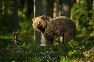 Bear In Natural Environment Drucke: A bear standing in the sunlight amongst the trees in the forest