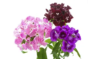 Floral Arrangement Studio Shot Drucke: Bearded carnations on a white background