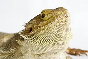 Wildlife Studio Photography Drucke: Bearded Dragon on white background