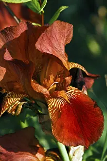 Bearded Iris Drucke: Bearded Iris