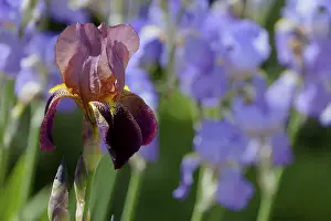 Bearded Iris Drucke: Bearded Iris, Iris barbata hybrid (Iris)