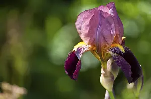 Botany Inflorescence View Drucke: Bearded Iris, Iris barbata hybrid (Iris)