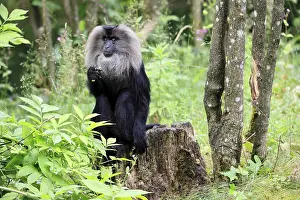 Drucke von Bearded-Makaken (Macaca silenus), Wanderu, erwachsener, sitzt auf einem Baumstamm, wachsam, Indien Löwenschwanzmakak Drucke: Bartaffe (Macaca silenus)