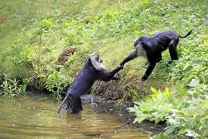 Drucke von Bearded-Makaken (Macaca silenus), Wanderu, erwachsener, am Wasser, zwei Tiere, soziales Verhalten, Indien Löwenschwanzmakak Drucke: Beardettaque (Macaca silenus)