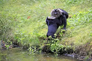 Drucke von Bartmaki (Macaca silenus), Wanderu, Erwachsener, am Wasser, zwei Tiere, kämpfen, Indien Löwenschwanzmakak Drucke: Bearded-Makaken (Macaca silenus)