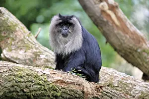 Drucke von Bearded-Makaken (Macaca silenus), Wanderu, Erwachsener, sitzt auf einem Baumstamm, wachsam, Indien Löwenschwanzmakak Drucke: Bartaffe (Macaca silenus)