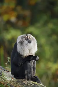 Old World Monkey Species Drucke: Bearded monkey or Wanderu (Macaca silenus)