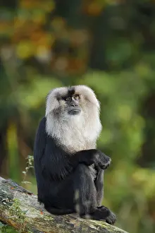 Macaca Silenus Drucke: Bearded monkey or Wanderu (Macaca silenus)