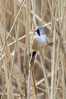 Drucke von Bartgebiertit, Bartmeise (Panurus biarmicus) erwachsener Männchen sitzt auf Schilfranke mit gefangenem Insekt in Schnabel während der Jagd in Feuchtgebiet im Frühjahr Babbler Drucke: Bearded Buchfinkenwürger