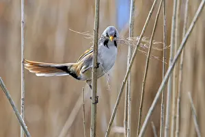 Drucke von Bartmeisen, Bartmeise (Panurus biarmicus) Männchen sammelt Samenköpfe mit dem Schnabel als Nestbaustoff für das Nestbau im Rohrkolbenbestand im Frühjahr Babbler Drucke: Bartgeiergrasmücke