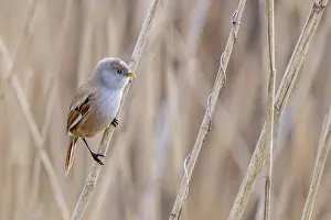 Drucke von Ein weiblicher Bearded Tit sitzt auf einem Rohrstengel in einer Feuchtgebietwetlandschaft im Frühjahr Babbler Drucke: Weibchen des Bartlaubsängers (Panurus biarmicus) auf einem Rohrstengel in einer Wiesensee im Frühling