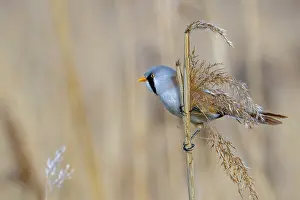Drucke von Bartmeise, Bartvogel (Panurus biarmicus) adult männlich auf Schilfstängel gelehnt während der Nahrungssuche unter Samenkopf in Schilfrasen am Feuchtgebiet im Frühjahr Babbler Drucke: Bartmeise-Schnäpper
