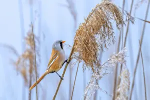 Drucke von Bartmeise, Bartvogel (Panurus biarmicus) adult männlich auf Schilfrohr stehend während der Nahrungssuche in einem Schilfbestand an Feuchtgebiet im Frühjahr Babbler Drucke: Bartmeisenammer