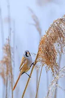Drucke von Bartmeisen, Bartmeise (Panurus biarmicus) adult männliche Vogel auf Rohr stehend während der Nahrungssuche in einem Schilfbestand an einem Feuchtgebiet im Frühjahr Babbler Drucke: Bartgebiertitaube