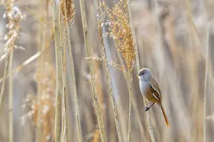 Drucke von Ein weiblicher Bearded Tit sitzt auf einem Rohrstengel in einer Wiesenlandschaft während des Frühlings Babbler Drucke: Bearded reedling, bearded tit (Panurus biarmicus) adult female in spring at wetland.