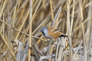 Drucke von Bartmeisen, Bartmeise (Panurus biarmicus) adult männlich auf Schilfstängel gelehnt während der Nahrungssuche in einem Schilfrohrbestand an Feuchtgebiet im Frühjahr Babbler Drucke: Bartmeise
