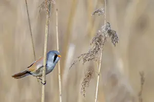 Drucke von Schilfrohrsänger, Bartmeise (Panurus biarmicus), adult männliche Vogel auf Schilfstängel während der Jagd unter den Samenköpfen in einem Schilfbestand am Feuchtgebiet im Frühjahr Babbler Drucke: Bartmeisenammer