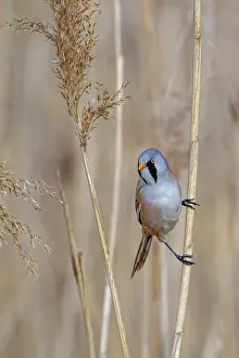 Drucke von Bartgeierling, Bartmeise (Panurus biarmicus) adulter Männchen sitzt auf Schilfstängel während der Nahrungssuche unter Samenkopf in Schilfrasen am Feuchtgebiet im Frühjahr Babbler Drucke: Bartmeisenammer