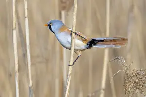 Drucke von Bearded reedling, bearded tit (Panurus biarmicus) adult male perched on reed stem while foraging in reedbed at wetland in spring Babbler Drucke: Bartmeise
