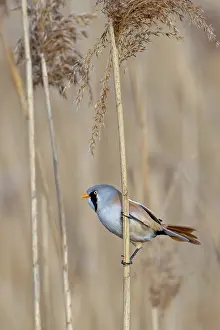 Drucke von Bartgeier, Bartmeise (Panurus biarmicus) erwachsener Männchen auf Schilfrohr stehend während des Futtersuchens unter den Samenkopfen in einem Schilfbestand an Feuchtgebiet im Frühjahr Babbler Drucke: Bartgeierrohrsänger