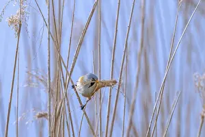 Drucke von Bartmeisen, Bartmeise (Panurus biarmicus) Männchen sammelt Samenköpfe mit dem Schnabel als Nestbaustoff für das Nestbau in einem Schilfbett im Frühjahr Babbler Drucke: Bearded Buchfinkenammer