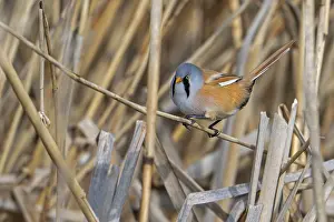Drucke von Bartmeise, Bartmeisen (Panurus biarmicus) adult männlich auf Schilfstängel gelehnt während der Nahrungssuche in Schilfgebiet an Feuchtgebiet im Frühling Babbler Drucke: Bartmeisenammer