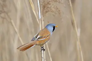 Drucke von Bearded reedling, bearded tit (Panurus biarmicus) adult male perched on reed stem while foraging in reedbed at wetland in spring Babbler Drucke: Bartgeierrohrsänger
