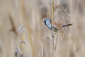 Drucke von Bartmeisen, Bartmeise (Panurus biarmicus) adult männliche perchtet auf Schilfstängel während der Jagd unter den Samenköpfen in Schilfrohr im Feuchtgebiet im Frühling Babbler Drucke: Bearded reedling