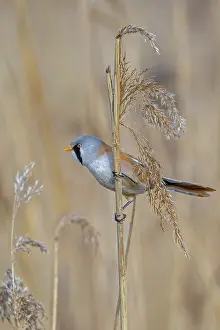 Drucke von Bartgeier, Bartmeise (Panurus biarmicus) adult männliche auf Schilfrohr gestützt während das Beutesuche unter Samenköpfen in Schilfbestand an Feuchtgebiet im Frühjahr Babbler Drucke: Bartlaubschwalbe