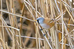 Drucke von Bartmeise, Bartmeisen (Panurus biarmicus) erwachsener Männchen sitzt auf Schilfstängel während des Beutesuche in Schilfbestand an Feuchtgebiet im Frühjahr Babbler Drucke: Bartlaubschwalbe