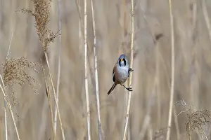 Drucke von Bartmeise, Bartmeisen (Panurus biarmicus) erwachsener Männchen sitzt auf Schilfstengel während des Futtersuchens in Schilfrohr bei Feuchtgebiet im Frühling Babbler Drucke: Bearded Buchfinkenwürger