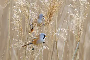 Drucke von Zwei Bartmeisen (Panurus biarmicus), männliche Bartmeisen, sitzen auf Schilfstengeln und suchen unter den Samenkopf in einem Schilfbestand im Feuchtgebiet im Frühjahr Babbler Drucke: Zwei Bartmeisen.