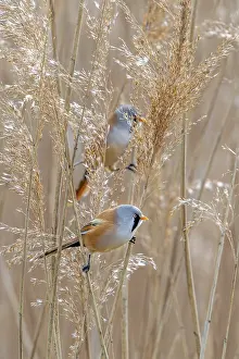 Drucke von Zwei Bartmeisen (Panurus biarmicus), Männchen, sitzen auf Schilfstengeln und suchen unter den Samenkopfen in einem Schilfrohrbestand an einem Feuchtgebiet im Frühjahr Babbler Drucke: Zwei Bartmeisen.
