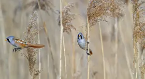 Drucke von Zwei Bartmeisen, Männchen der Bartmeise (Panurus biarmicus) im Flug und auf einem Schilfrohr während des Suchens nach Nahrung in einem Schilfwald an einer Feuchtgebiet im Frühjahr Babbler Drucke: Zwei Bartmeisen