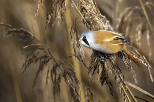 Federsee Lake Germany Drucke: Bearded tit (Panurus biarmicus)