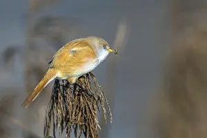 Federsee Lake Germany Drucke: Bearded tit (Panurus biarmicus)